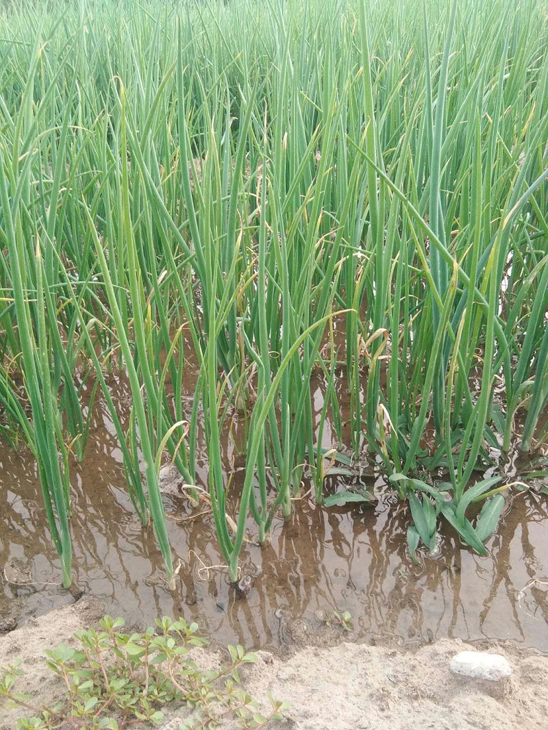 大蔥種植技術(shù)