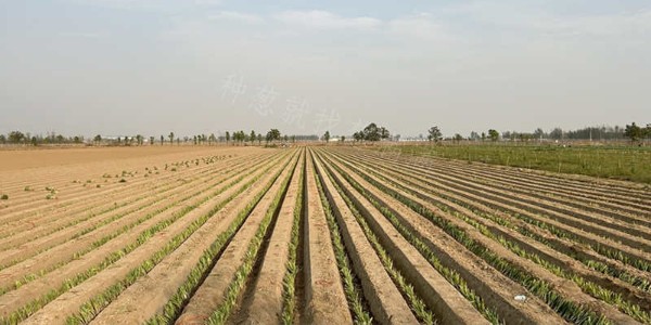 蔥滿滿新鄉(xiāng)種植公司小拱棚蔥移栽現(xiàn)場