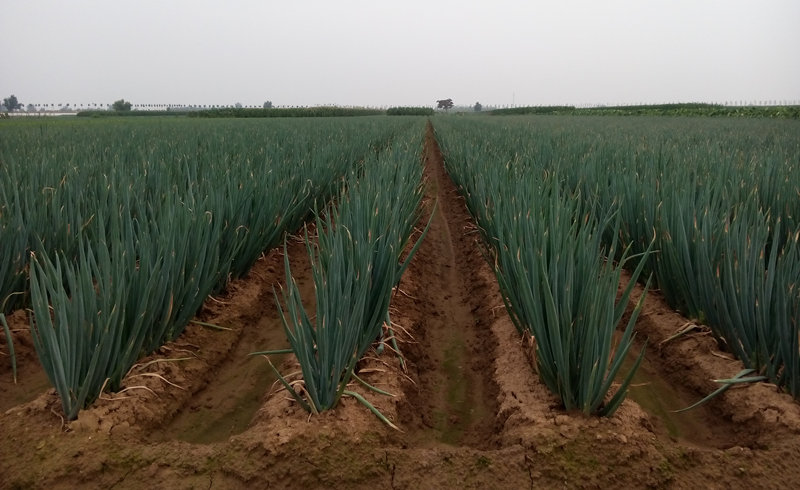 蔥滿滿服務(wù)客戶鋼蔥種植現(xiàn)場