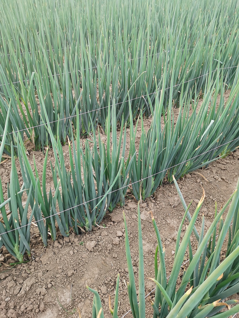 大蔥種植技術