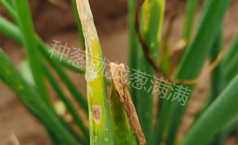 大蔥疫病實拍