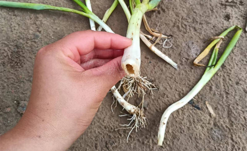 根系問題嚴重