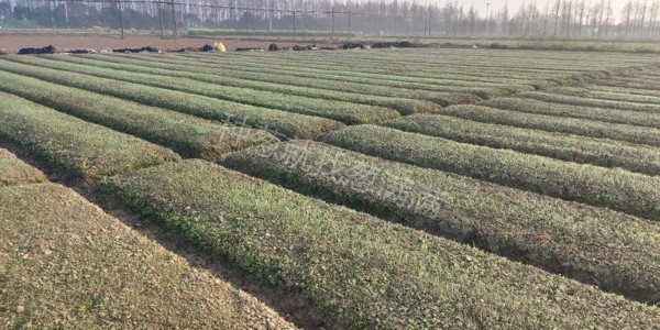 大蔥秋季育苗有哪些注意事項(xiàng)