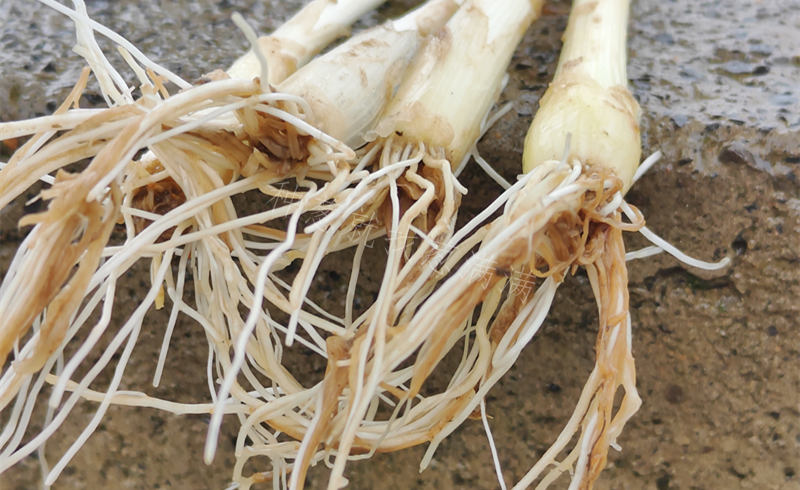 大蔥根腐病實(shí)拍