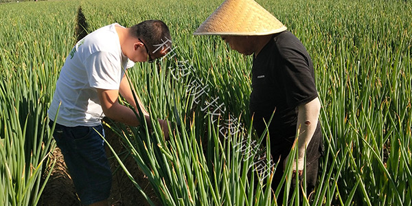蔥滿滿為您解析這些種植大蔥的實用技術