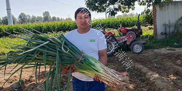 蔥滿滿教您大蔥種植過程中如何提高蔥白長度