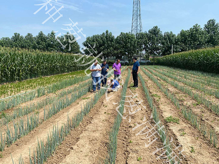 蔥滿滿技術指導：大蔥種植技術