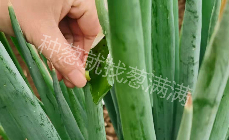 青蟲(chóng)實(shí)拍