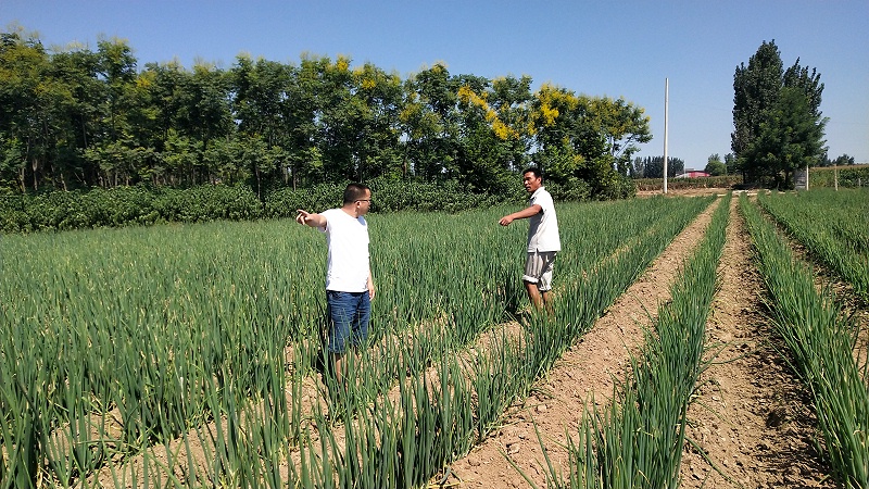 大蔥種植技術(shù)