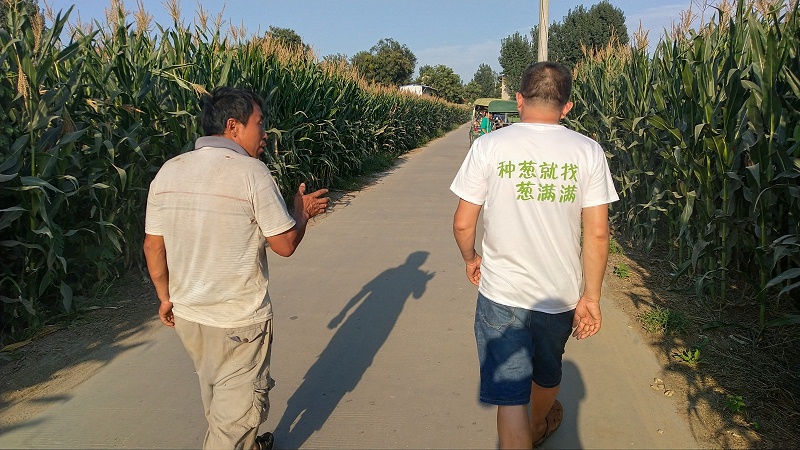 大蔥種植技術(shù)