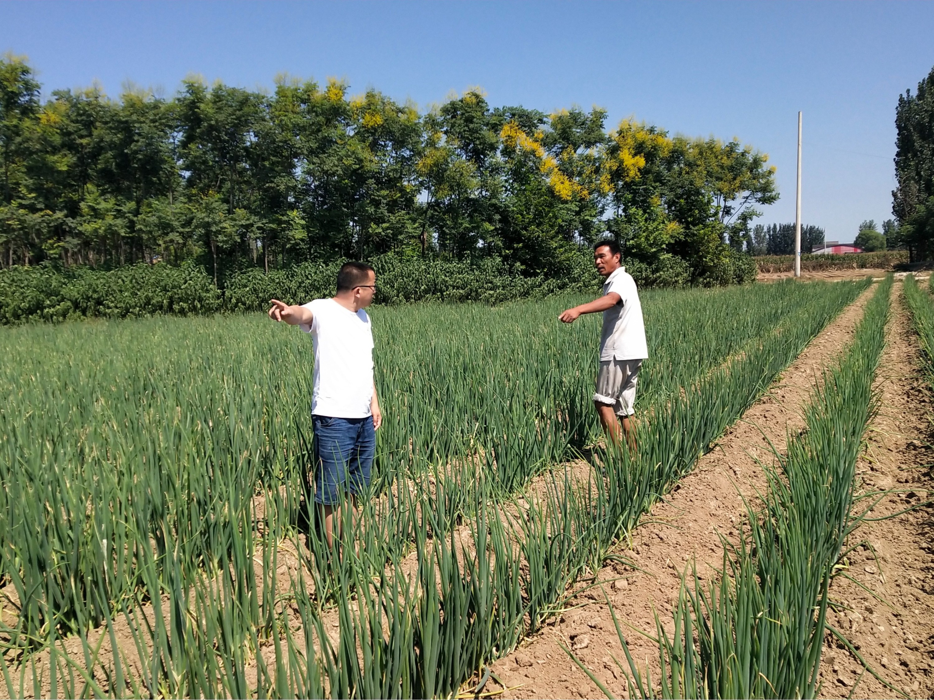 大蔥種植技術