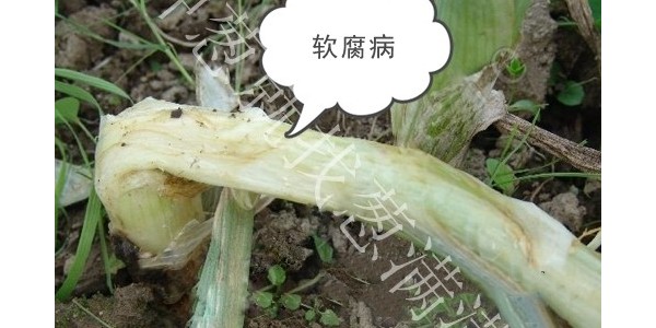大蔥軟腐病