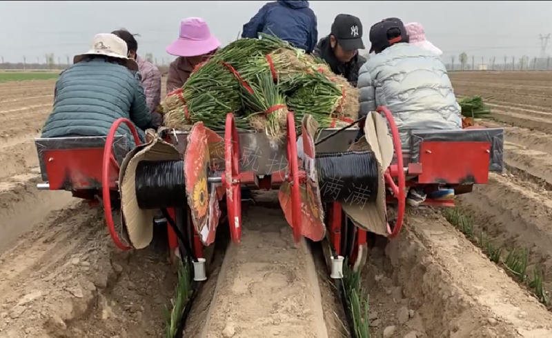 機械移栽現場