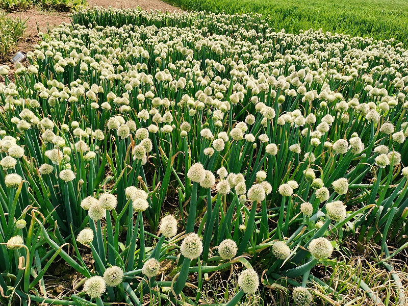 大蔥種植技術(shù)