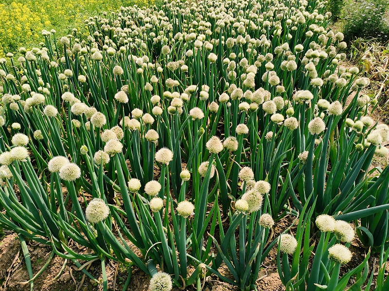 大蔥種植技術(shù)