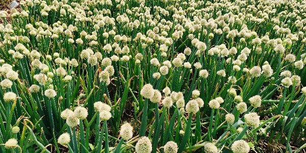 大蔥種植技術