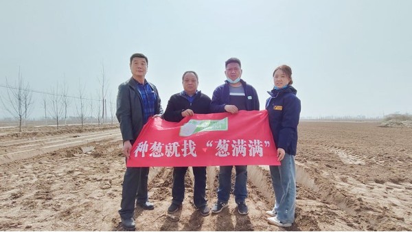 河北冀州400畝鋼蔥移栽合作案例