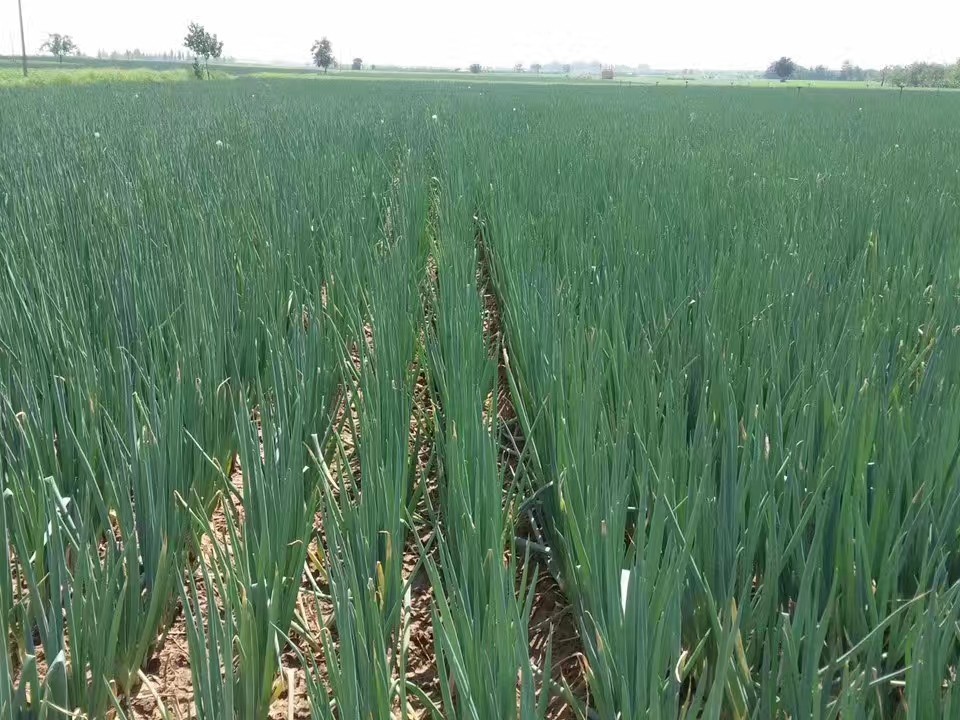 大蔥種植技術(shù)