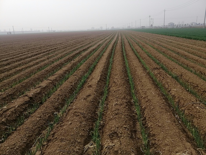 大蔥種植技術