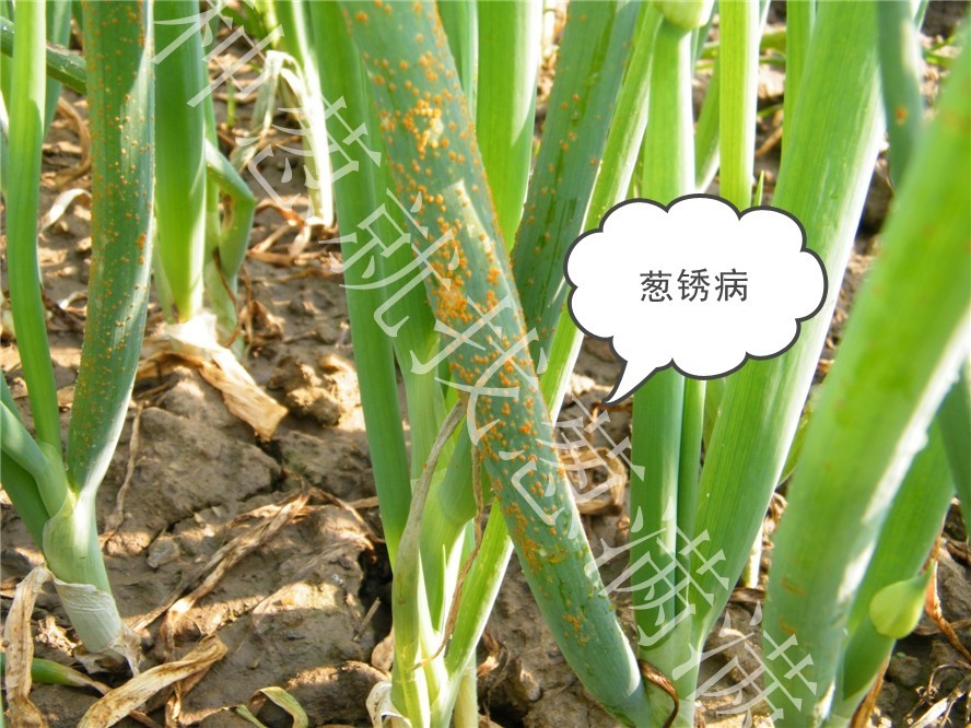 大蔥銹病危害有哪些特征？大蔥銹病用什么藥防治？