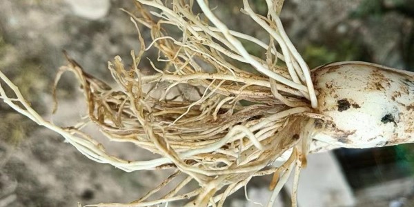 大蔥爛根干尖黃葉?正確用藥是關鍵