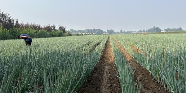 氮磷鉀對大蔥生長有哪些作用?為什么肥料用了產量不見漲