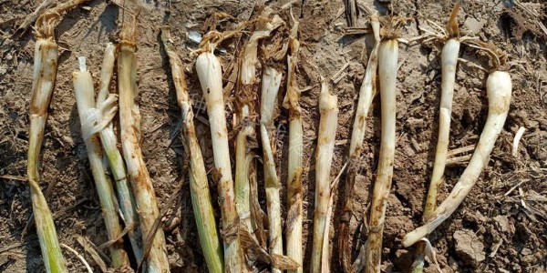 根腐病對大蔥的致命危害:動搖產(chǎn)量根基