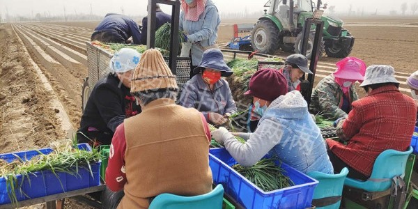 蔥滿滿邀您見證機(jī)械種蔥：種蔥忙，移栽“神器”來幫忙