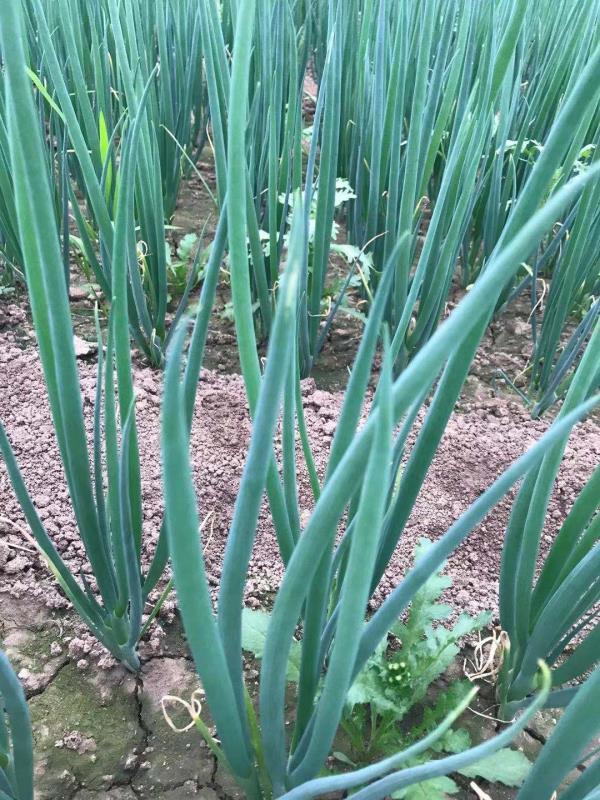 大蔥種植技術