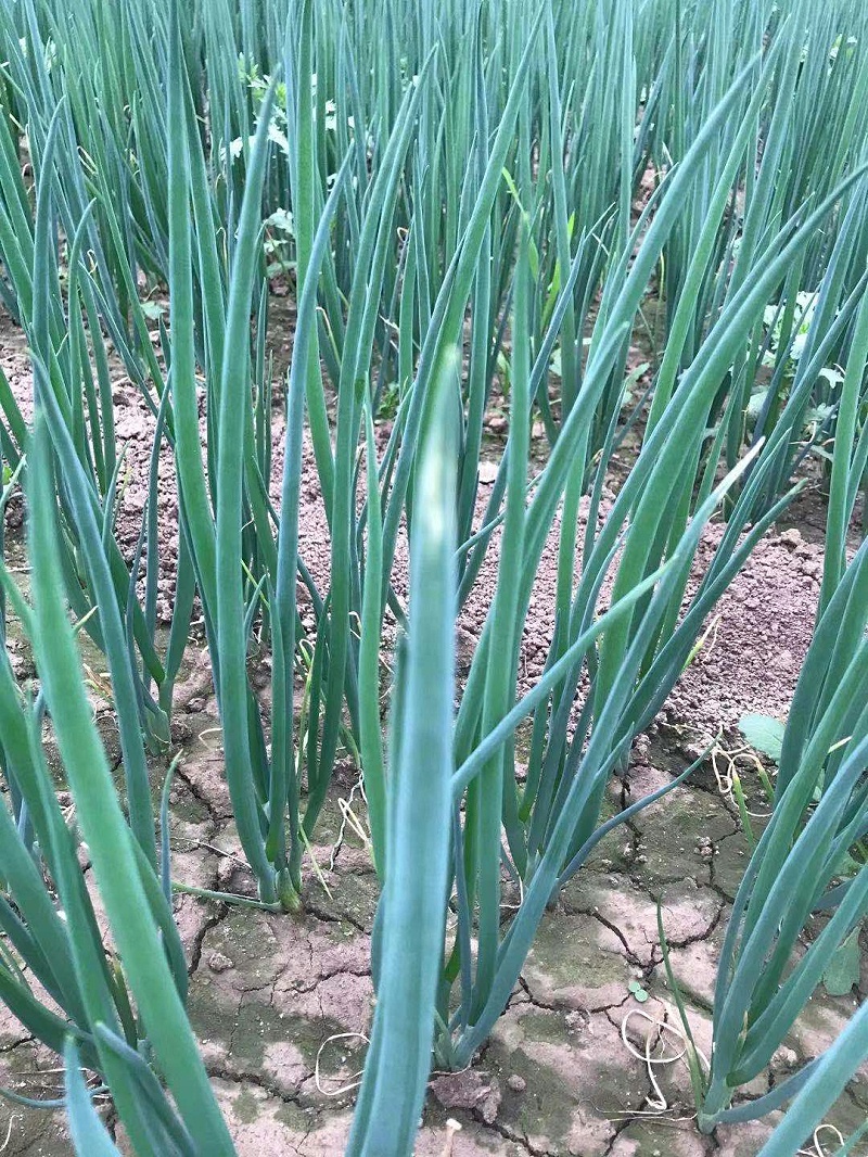 大蔥種植技術