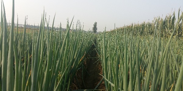 大蔥的產量高低主要取決什么？種大蔥用什么肥料好？