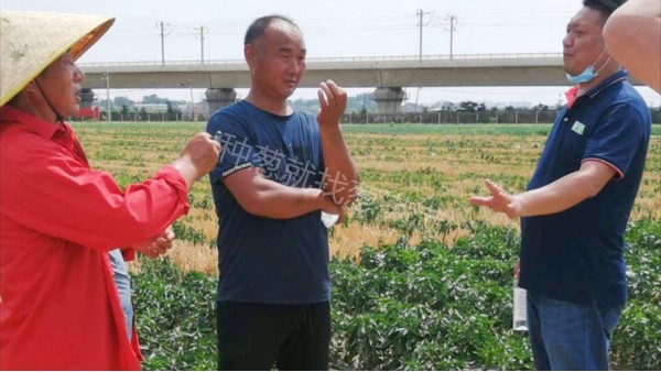 河南長葛鋼蔥種植線上線下同步技術指導