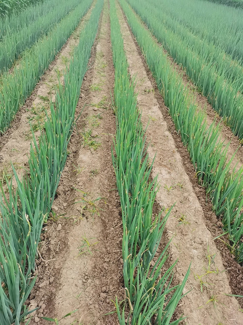 大蔥種植技術(shù)