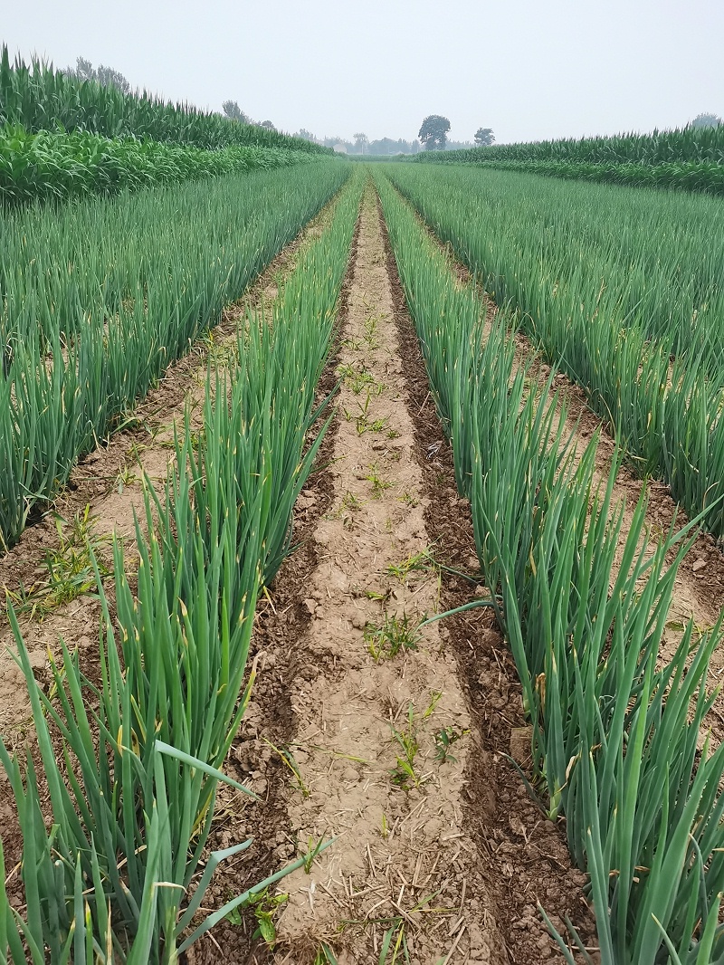 大蔥種植技術(shù)