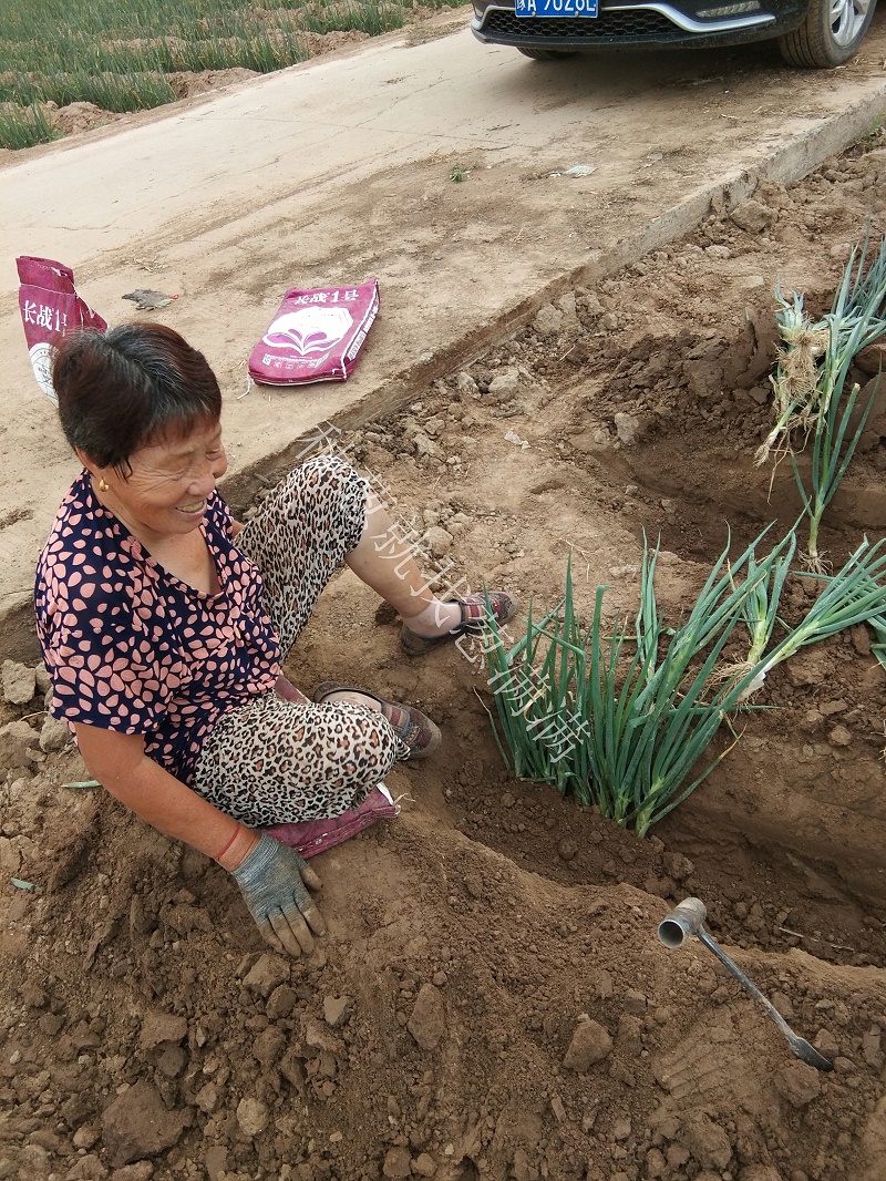 大蔥種植技術(shù)