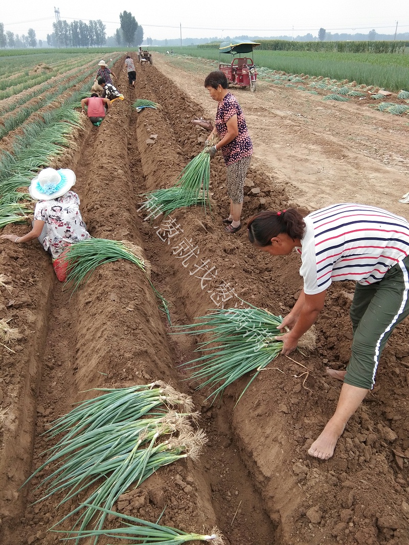 大蔥種植技術(shù)
