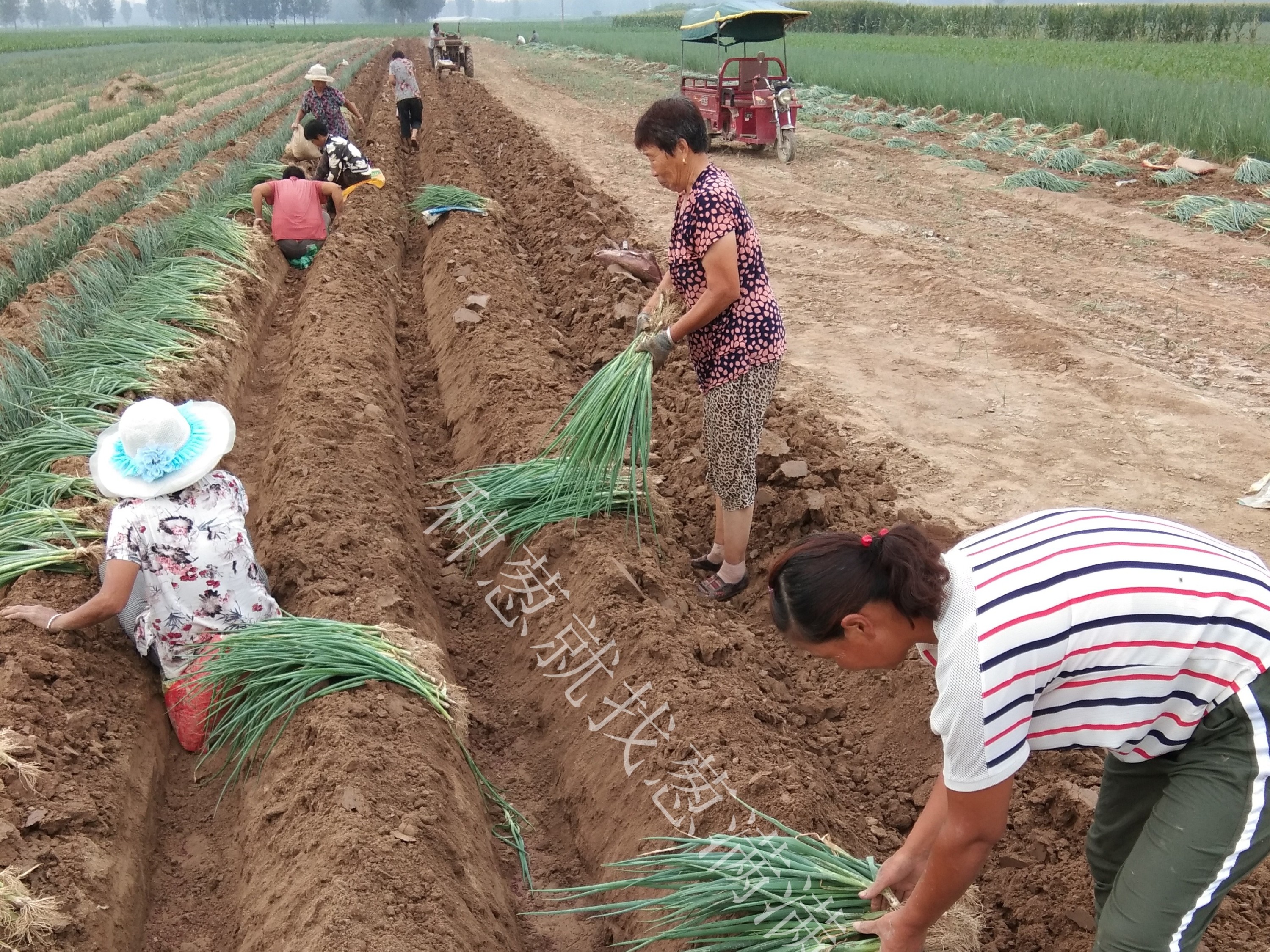 大蔥種植技術：冬蔥栽培移栽后越夏緩苗期應該怎樣進行管理？