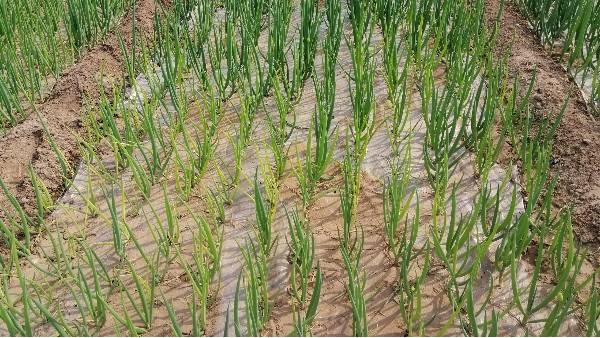 河北邢臺(tái)10畝長白蔥種植案例