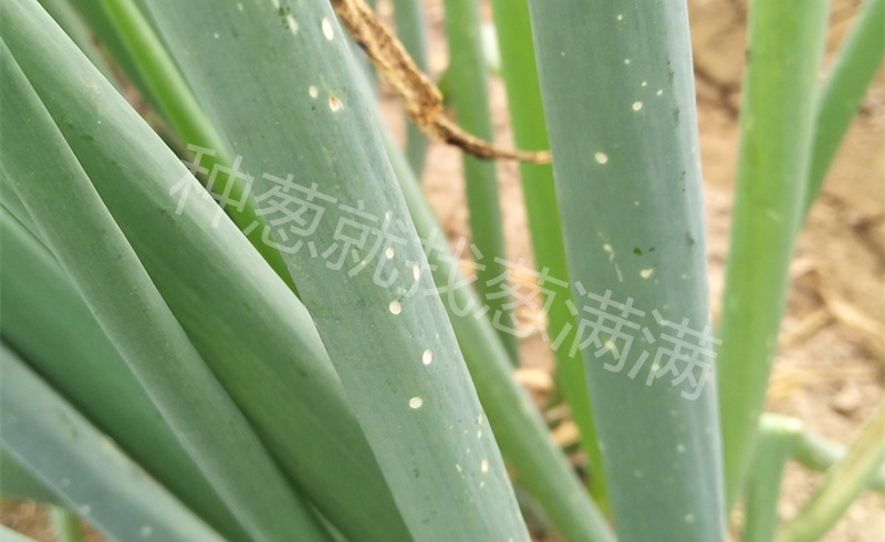 大蔥灰霉病