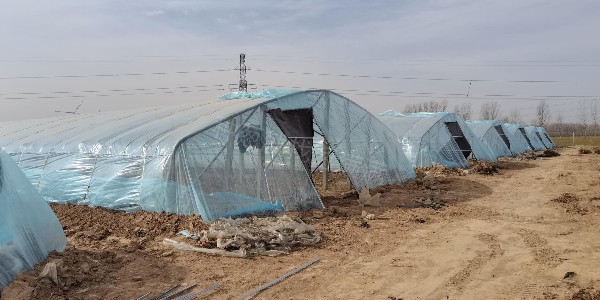 蔥滿滿合作大蔥代育苗基地播種現場