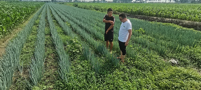 大蔥種子哪個品種好