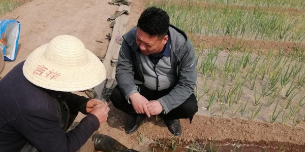 種植大蔥如何預(yù)防病害，這些防治誤區(qū)千萬別踩雷
