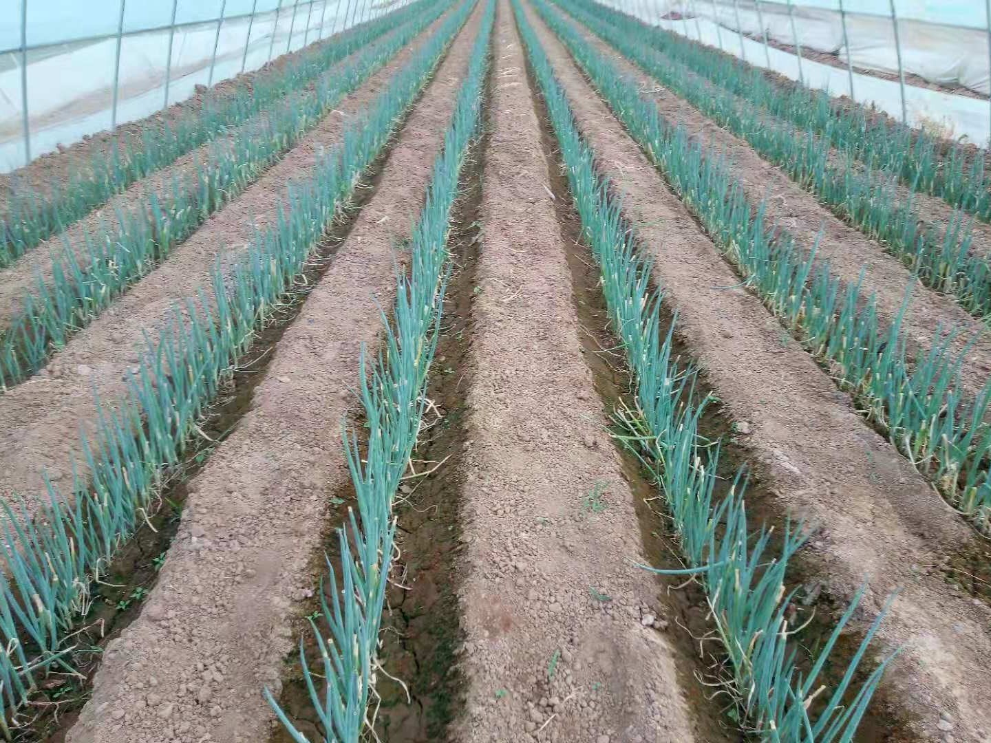 大蔥種植技術(shù)
