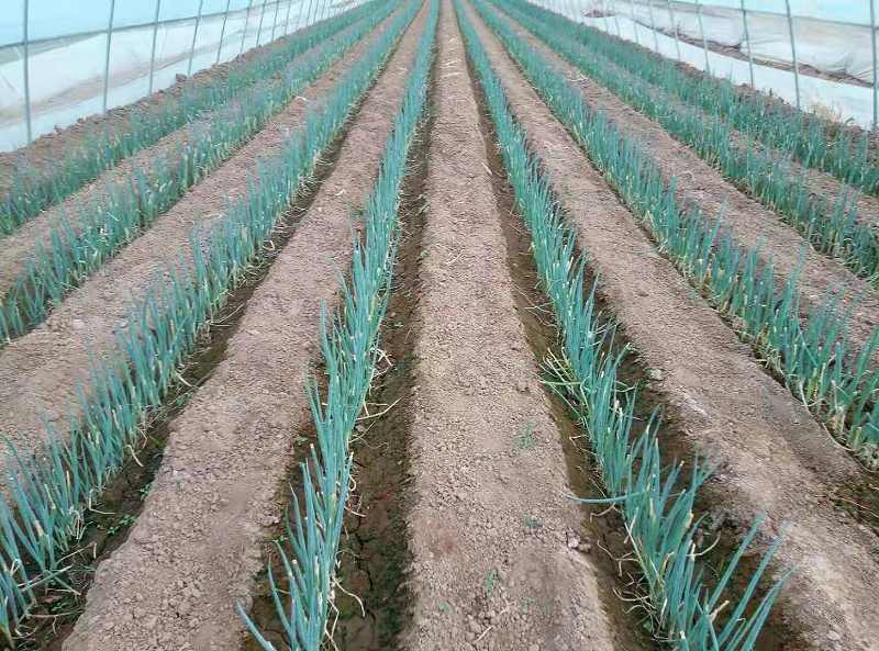 大蔥種植技術