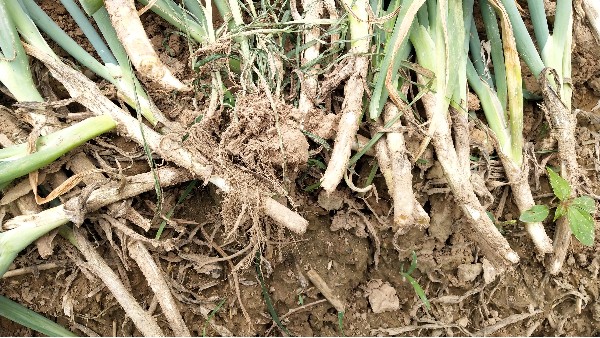 大蔥種植技術：大蔥漚根現象的癥狀和原因是什么？如何防治？