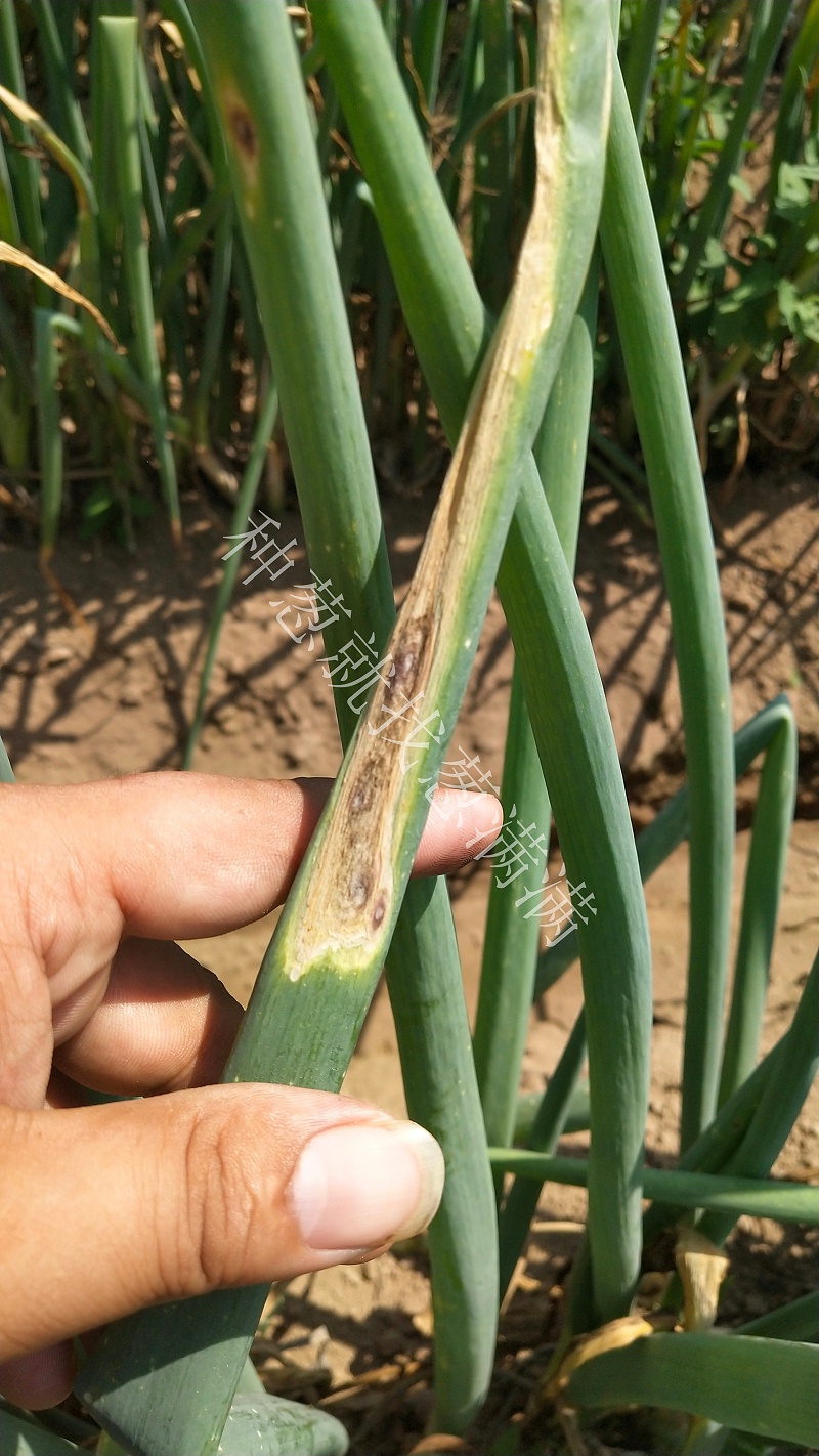 大蔥紫斑病