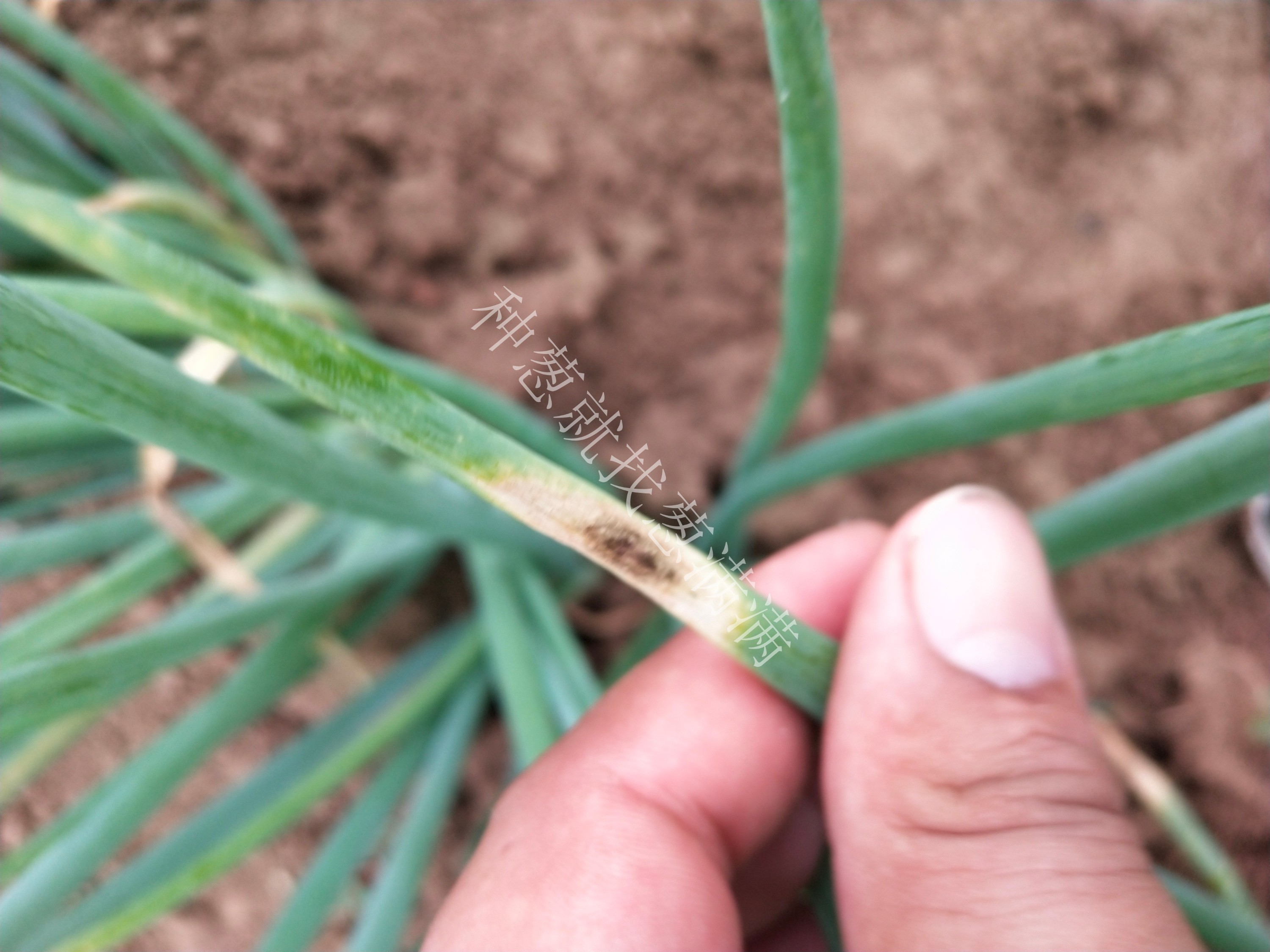 大蔥紫斑病怎么預(yù)防？大蔥紫斑病怎么治？