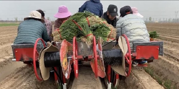 蔥滿滿大蔥雙高種植教學基地今日開始移栽