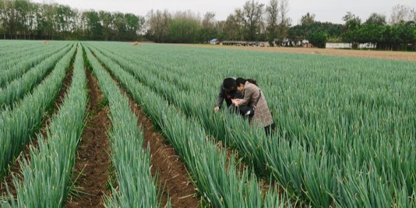 怎樣栽蔥才能長得快?蔥怎樣種出的又快又好?