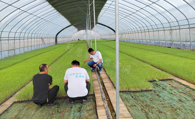 蔥滿滿線下調(diào)研
